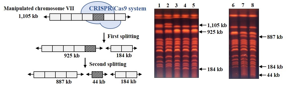 Genome Rearrangement