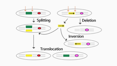 Genome Rearrangement